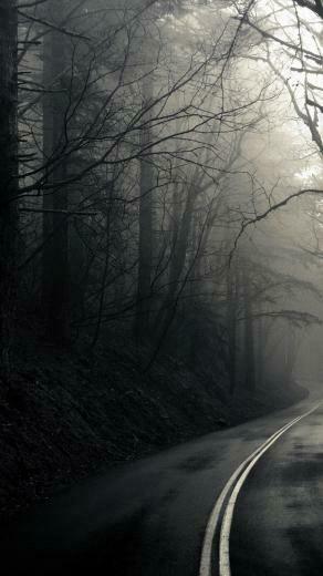 Krall Melancholic Yet Beautiful Photography Forest