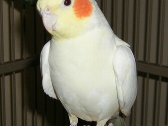 Cute Cockatiel Wallpaper