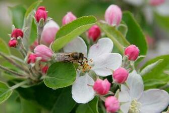 Apple Blossom Wallpaper Bonzy