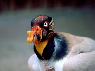Wallpaper Indian Asian African American And Australian Parrots