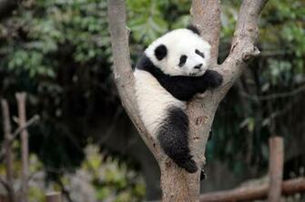 Wonderful HD Panda Wallpaper HDwallsource