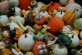 Fall Container Plantings Dirt Simple