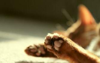 Chocolate Cat Paws Wallpaper Stock Photos