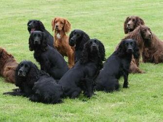 Wallpaper Cocker Spaniel Pictures
