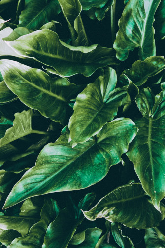 Enjoy A Relaxing Of Stunning Tropical Leaves Wallpaper