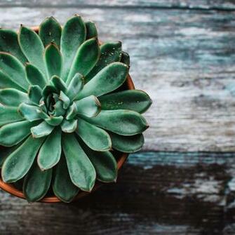 Wallpaper Echeveria Succulent Pot iPad Air