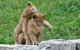 Lion Cubs Wallpaper