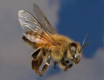 Killer Bees Redirected From