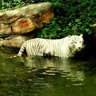 White Tiger Water Touch Live Wallpaper For Android