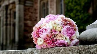 Peony Flower Wallpaper