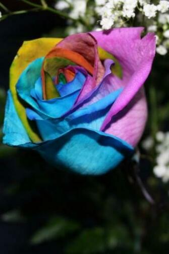 Tye Dye Rose iPhone Wallpaper