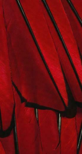Black Red Paint Color Feather iPhone Se Wallpaper