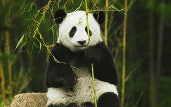 Panda Background For Computer Wallpaper HD