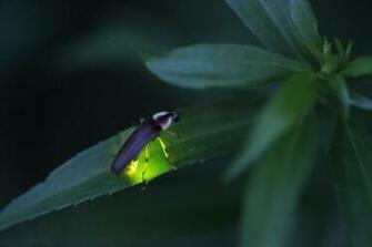 Firefly Lightning Bug National Geographic Photo Contest