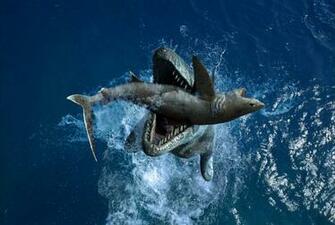 Shark Megalodon Wild Nature