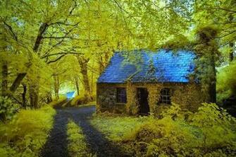 Forest Of Ireland Pictures