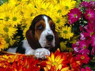 Basset Hound Desktop Wallpaper
