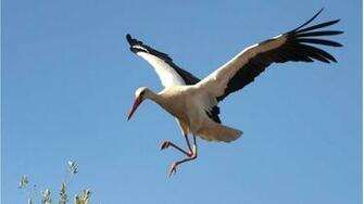Stork Bird Pictures
