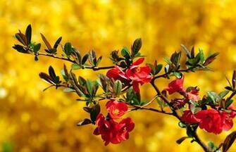 Pictures Beautiful Flowers Desktop Photos Colorful