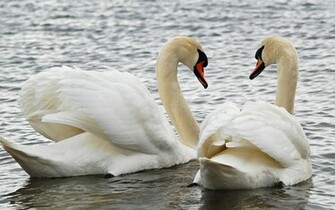 Bird Pictures Wallpaper And Background