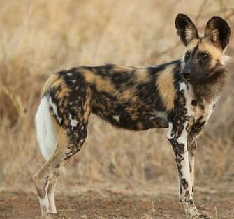 Category Wild On Animal Picture Society