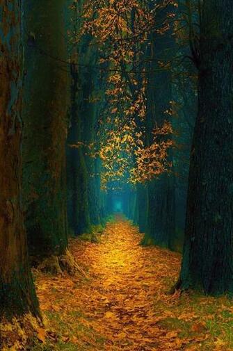 Beautiful Autumn Forest Pathway