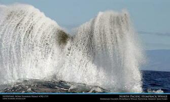 Hawaiihumpbackwhale Noaa Gov Imagery Wallpaper Wallpaper14 Html