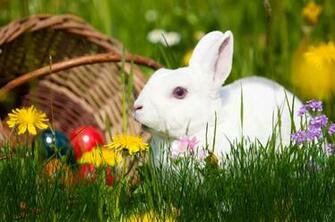 Easter Bunny Animated Wallpaper Desktopanimated