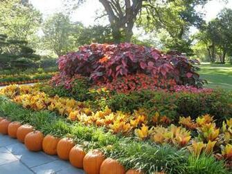 Fall Flowers And Pumpkins Wallpaper The Beautiful