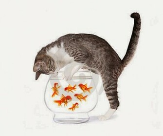 Cat Gold Fish HD Wallpaper