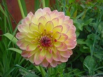 Desktop Wallpaper Flowers Background Yellow Dahlia