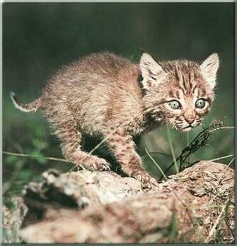 Bobcat 3d Wallpaper