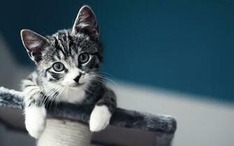 Cute Baby Cat Wallpaper Mac