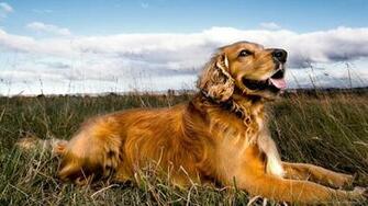Golden Retriever Relaxing In A Field Wallpaper Screensaver For Kindle3