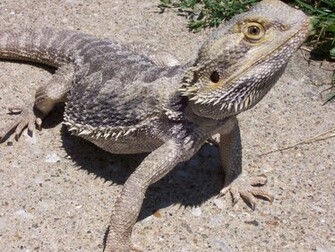 Bearded Dragon Wallpaper Jpg