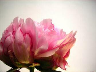 Pink Peony Wallpaper Open Walls