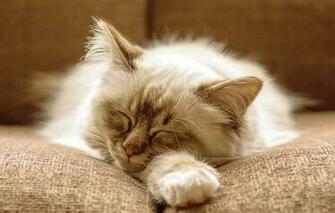 Screensaver Wallpaper For Mobile Cats Android To