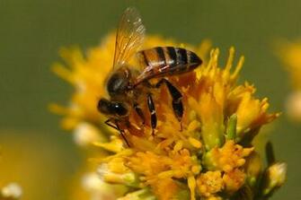 Honey Bee Pictures