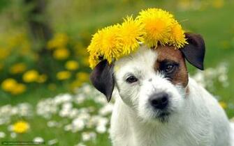 Wallpaper Summer Flowers Dog Desktop In The