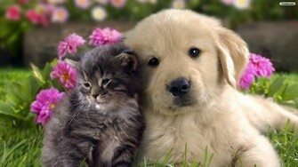 And Dog Wallpaper Photo Desktop