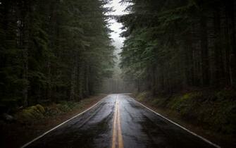 Rainy Forest Wallpaper