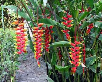 Garden Rosa Tropical Beautiful Exotic Plants