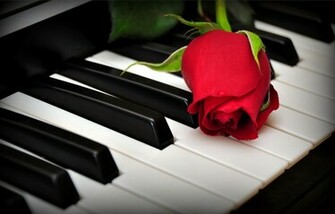 Rose On The Piano Keys Wallpaper