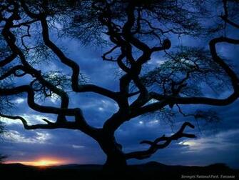 Cool Wallpaper Computer Evening Trees
