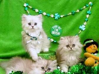 Fuzzy Leprechaun Wallpape