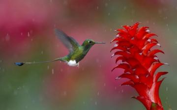Hummingbird Animals Birds Flowers Nature Wildlife Rain Drops