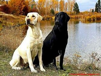 Yellow Labrador Dog Wallpaper Desktop Full HD