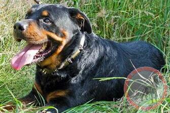 Leather Dog Accessory For Rottweiler Engaging All People S Glances