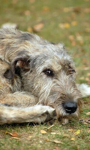 Descargar Perro Wolfhound Irland S Para Android Appszoom