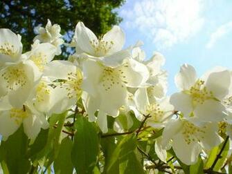 Jasmine Flower Wallpaper Beautiful